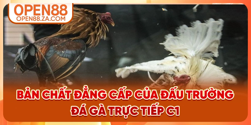 Bản chất đẳng cấp của đấu trường đá gà trực tiếp C1