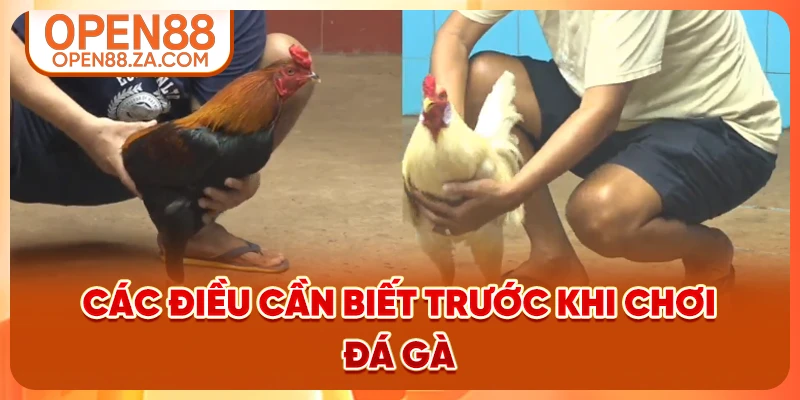 Các điều cần biết trước khi chơi đá gà