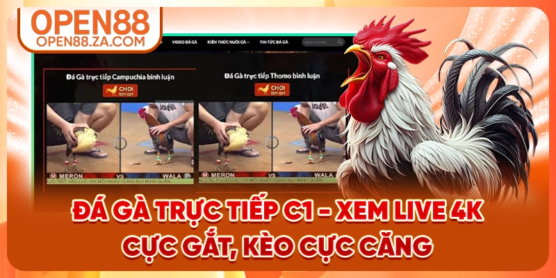 Đá Gà Trực Tiếp C1
