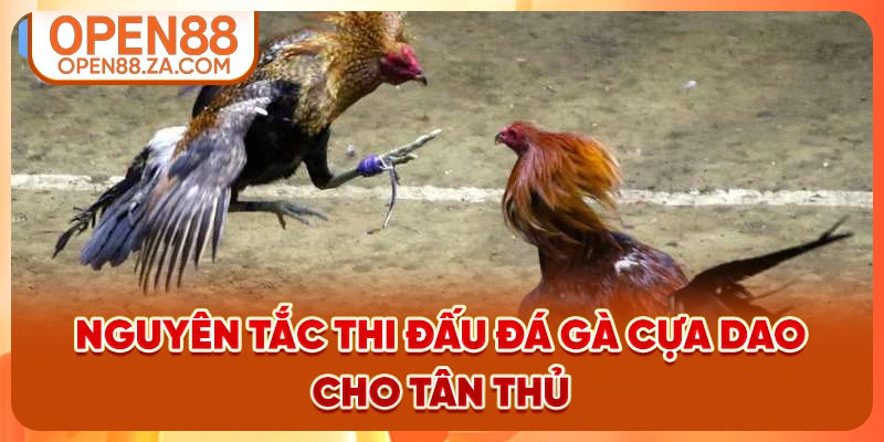 Nguyên tắc thi đấu đá gà cựa dao cho tân thủ