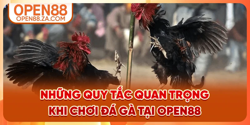 Những quy tắc quan trọng khi chơi đá gà tại OPEN88
