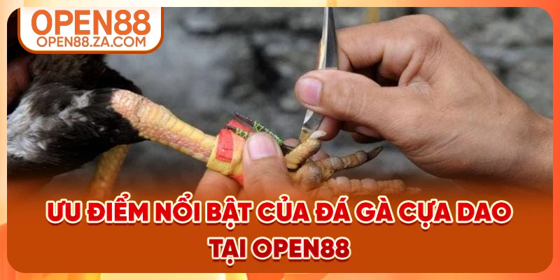 Ưu điểm nổi bật của đá gà cựa dao tại OPEN88