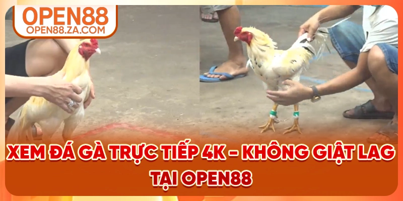 Xem Đá Gà Trực Tiếp
