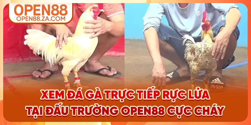Xem đá gà trực tiếp rực lửa tại đấu trường OPEN88 cực cháy